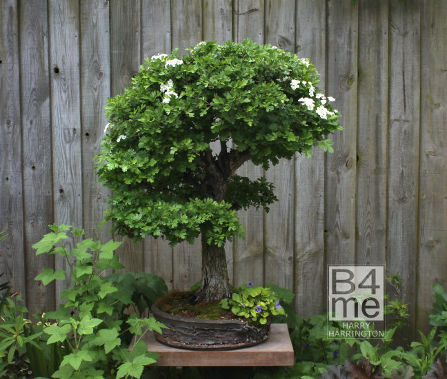 hawthorn bonsai